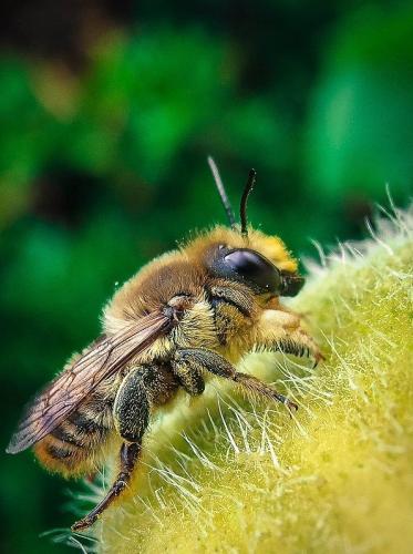 Megachile lagopoda